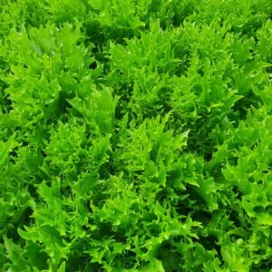 Coriandre