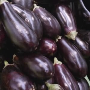 Aubergine